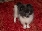 Blue Parti Pomeranian